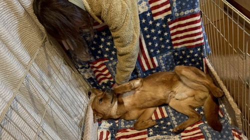おなかを見せる保護犬