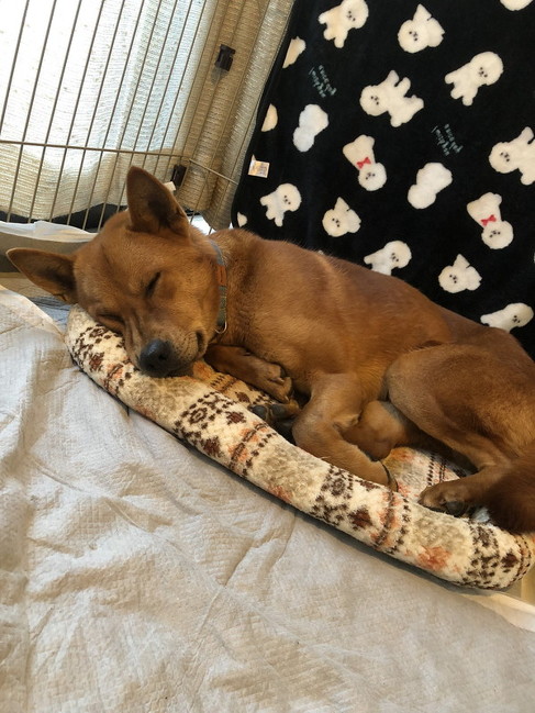 くつろぐ保護犬