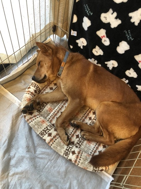 スヤスヤな保護犬