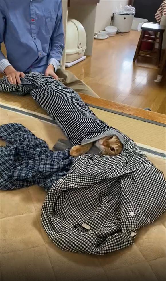 もののけ猫