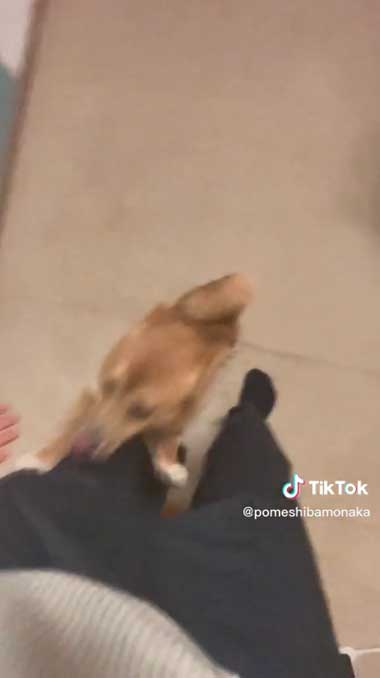 抱きつくワンコ