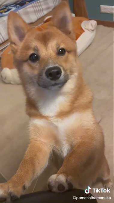 飼い主を見つめるワンコ