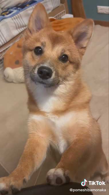 首をかしげるワンコ