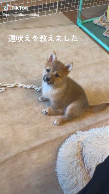 遠吠えを教える飼い主