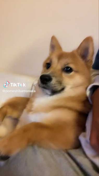 ソファで眠るワンコ