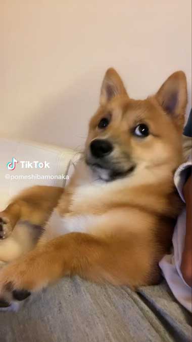 飼い主を見るワンコ