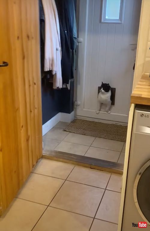 ちょいぽちゃニャンコ