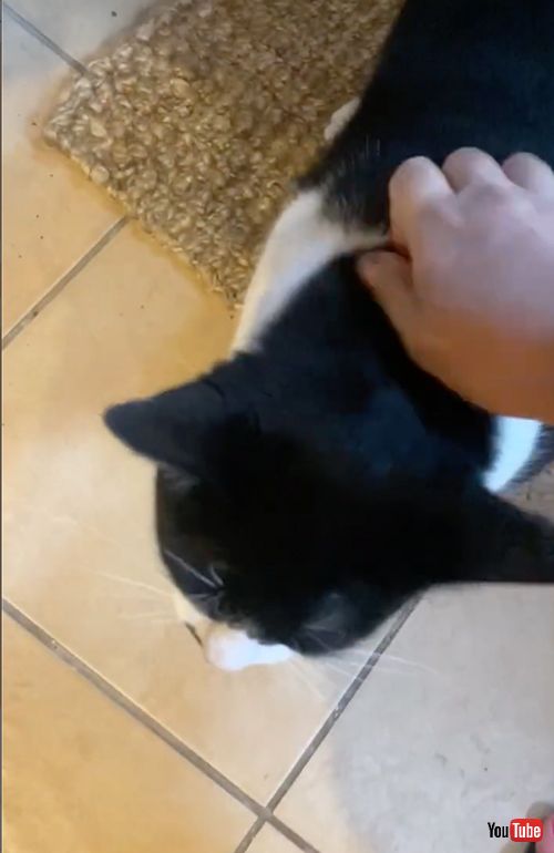 ちょいぽちゃニャンコ