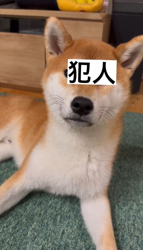 犯人テロップワンコ正面