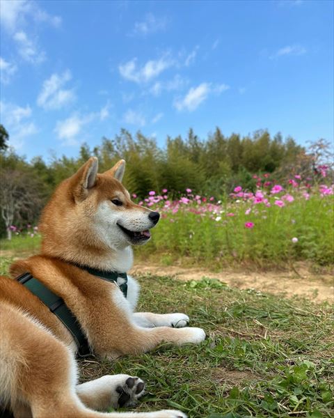 お花畑見て笑顔のワンコ