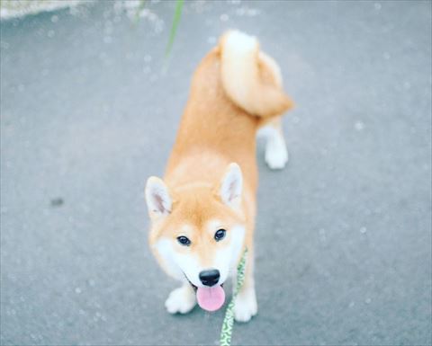 お散歩中飼い主見上げる