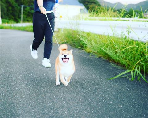 走ってるワンコ