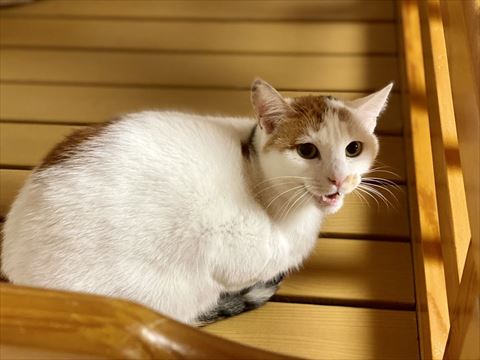 鳴いてる猫ちゃん