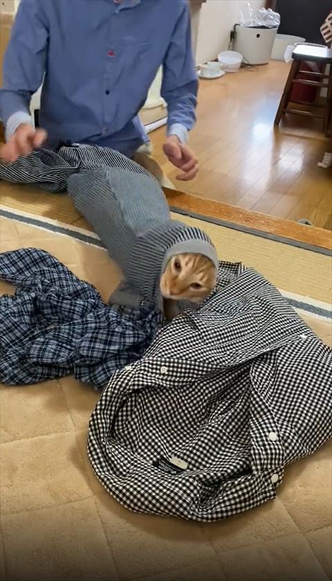 裾からでようとしてる猫ちゃん
