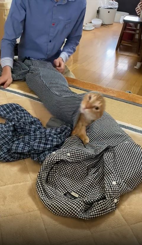 裾から無理やり出ようとしてる猫ちゃん