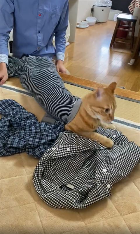 上半身裾からでてる猫ちゃん