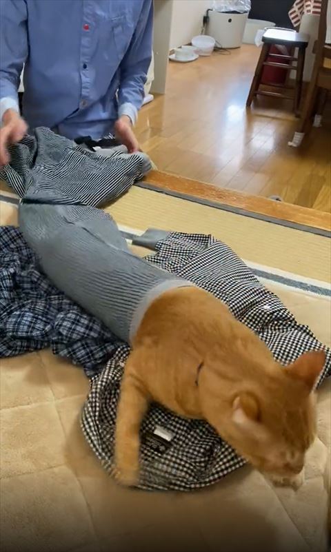 上半身裾からだしてる猫ちゃん正面