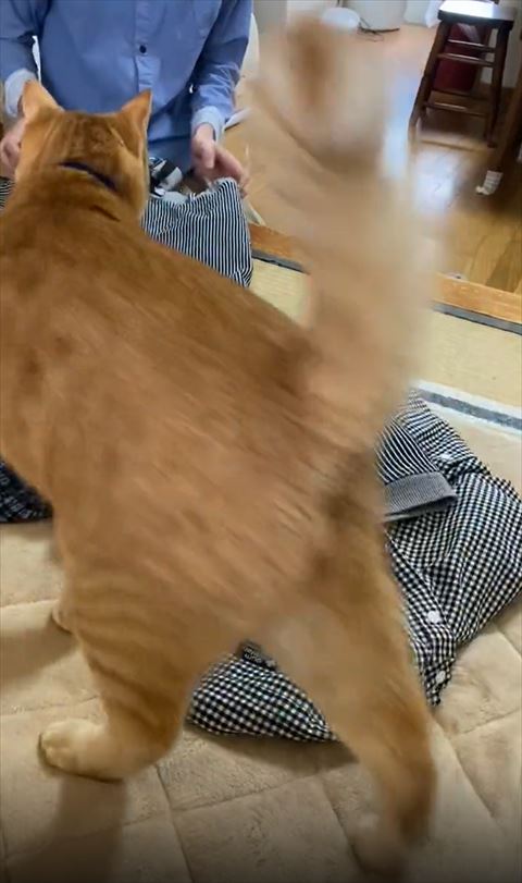 猫ちゃん後ろ姿