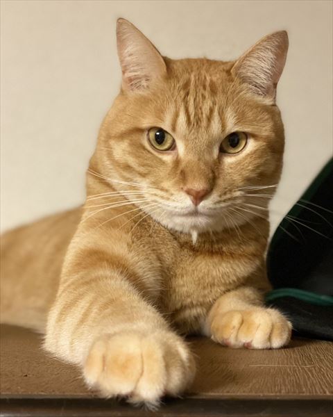 前足前に差し出してる茶トラちゃん