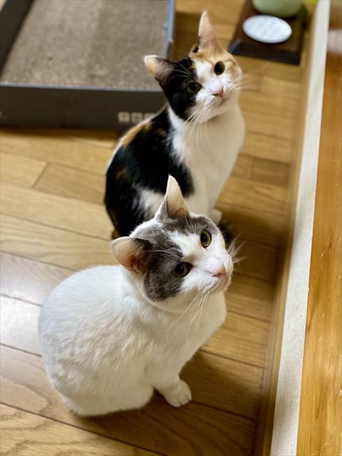 お座りする猫ちゃん2匹