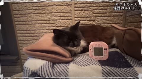 風呂に猫