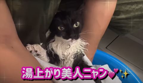 湯上り美人テロップ