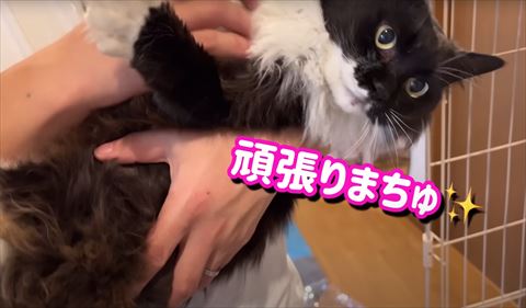 頑張りまちゅテロップ