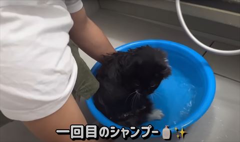 1回目のシャンプーテロップ