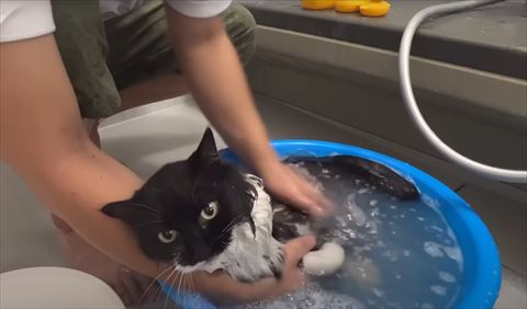 桶の中でシャンプーされる