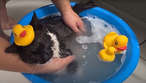 アヒルとお風呂猫
