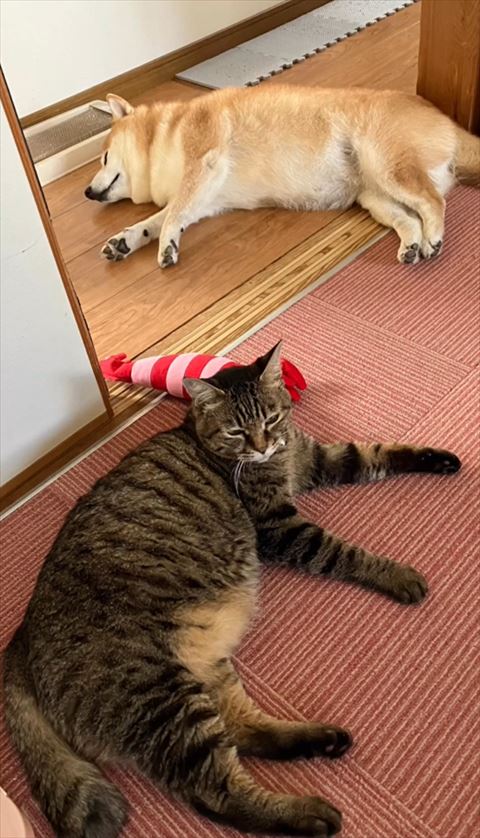 おなか見せてるワンコとまどろみ猫