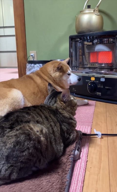 奥の耳を動かす柴犬