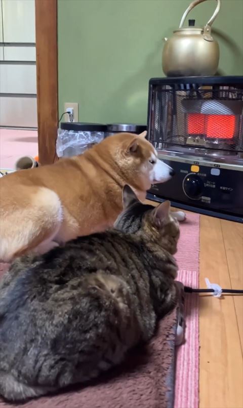 耳をカメラ側に向ける猫