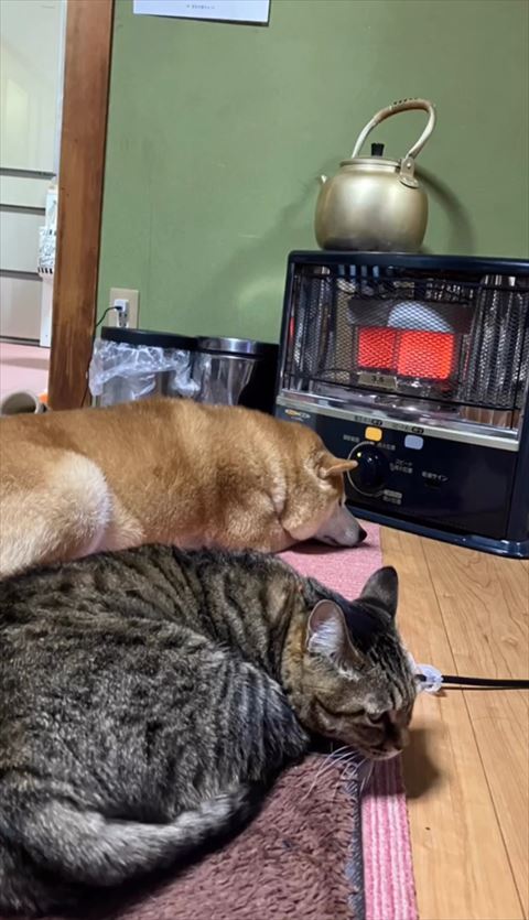 ストーブ前で寝る2匹