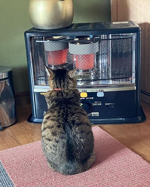ストーブ前猫