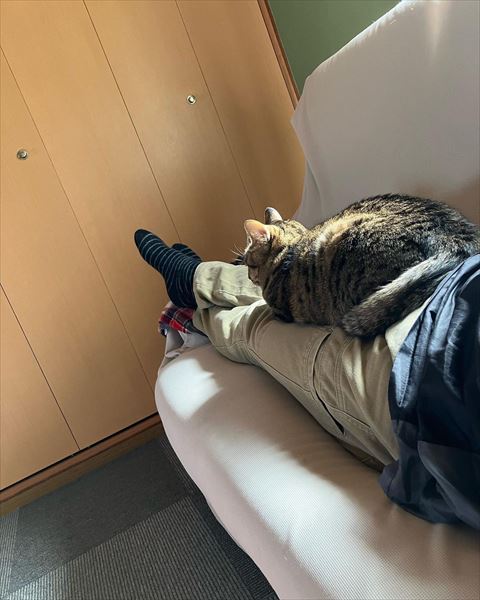 足の上で寝る猫