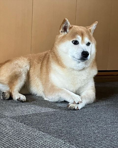 お手て重ねてどこか見てる