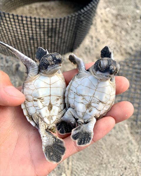 ヒレを後ろに伸ばしてる子カメきょうだい