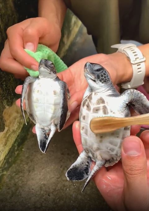首ふかれるカメと歯ブラシ