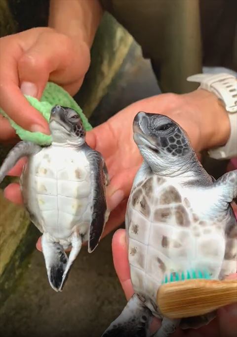 首ふかれてうっとりするカメ