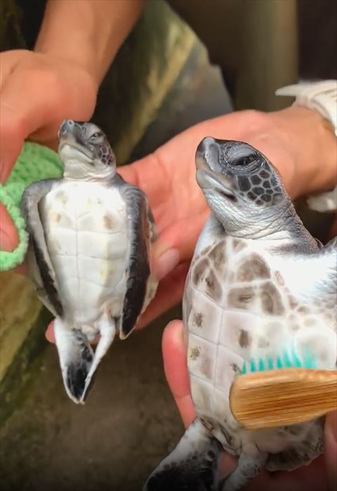 前肢拭かれるカメ