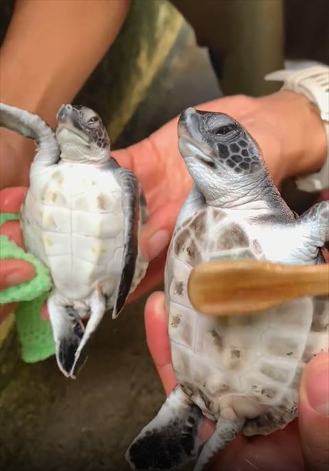 右の前肢あげるカメ