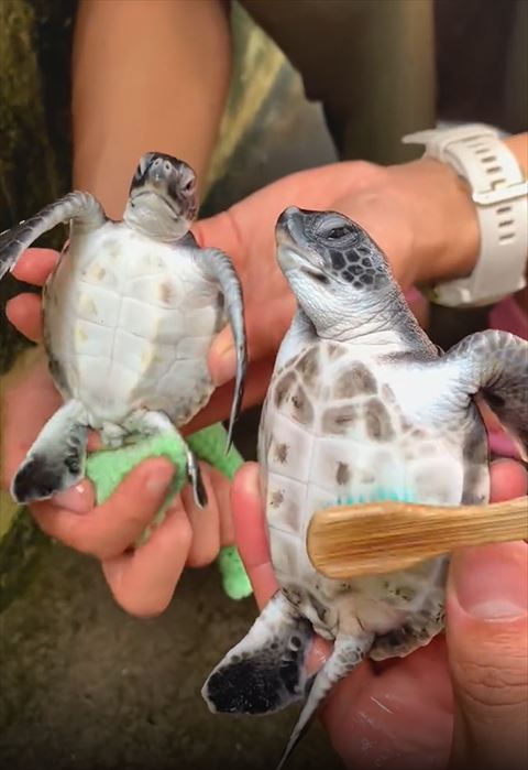 後肢ふかれてるカメ