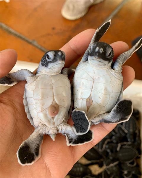 へその緒みたいのがある子亀
