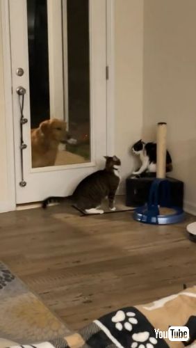 猫のけんかが苦手な犬