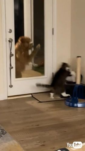 猫のけんかが苦手な犬