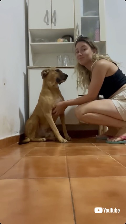 おなかをかかれている犬