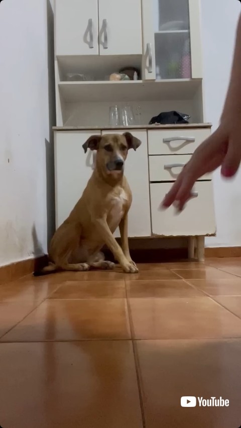 飼い主を見つめる犬