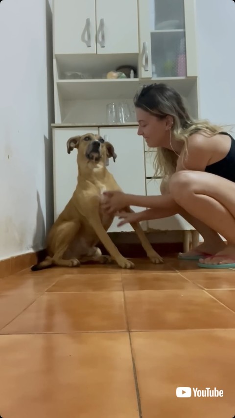 気持ちよさそうな犬