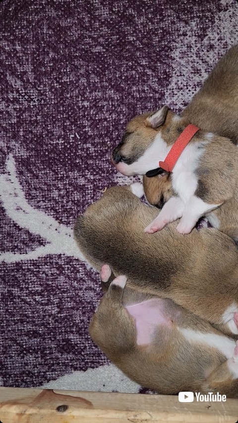 くっつく赤ちゃん犬